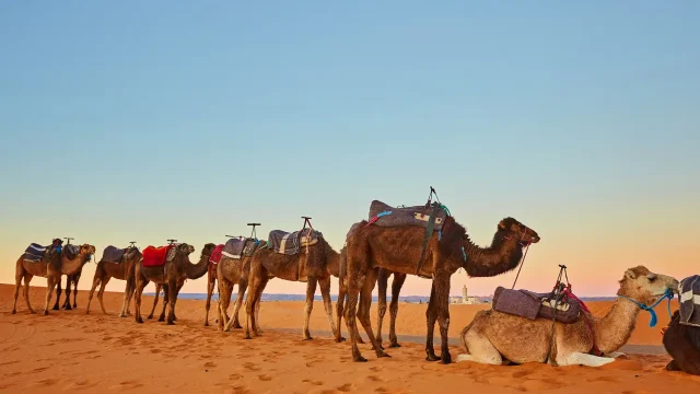 Travel and Tour
